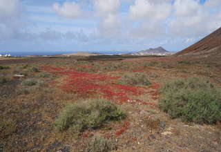 Rural/Agricultural land for sale in Tinajo, Lanzarote. 