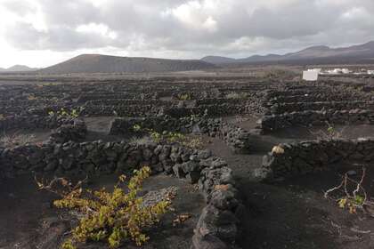 Parcela/Finca venta en La Geria, Yaiza, Lanzarote. 